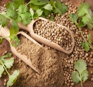 Coriander