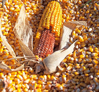 Maize