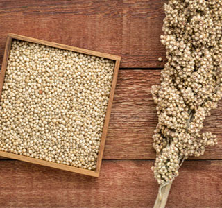 Sorghum